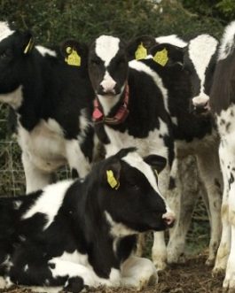 Buy CALVES online